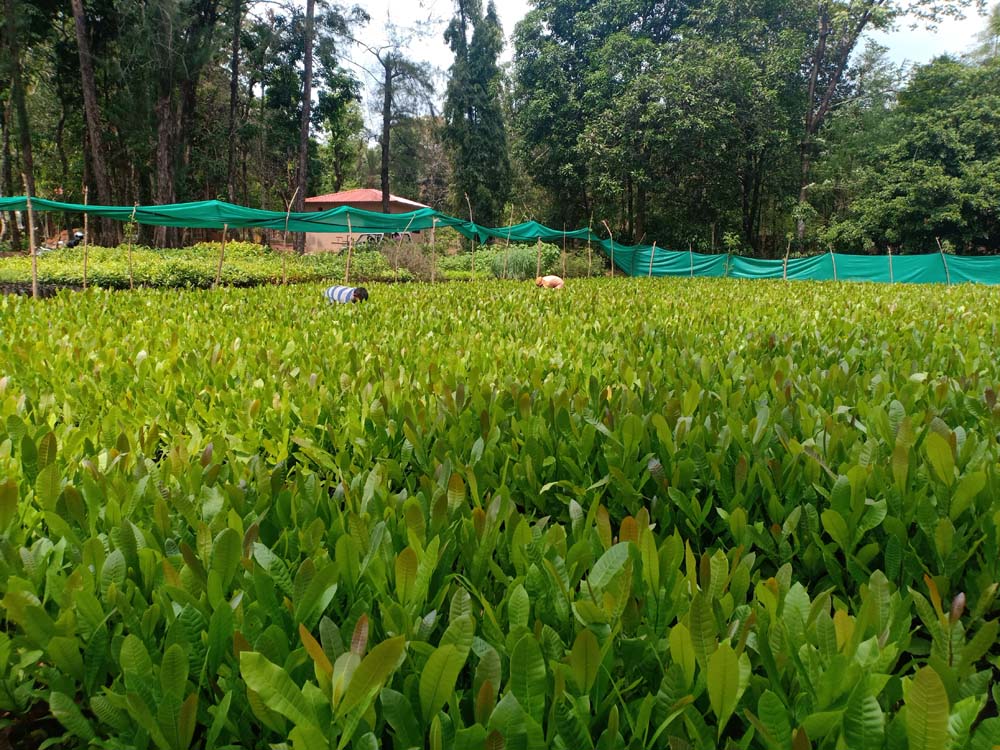 cashew plant 7