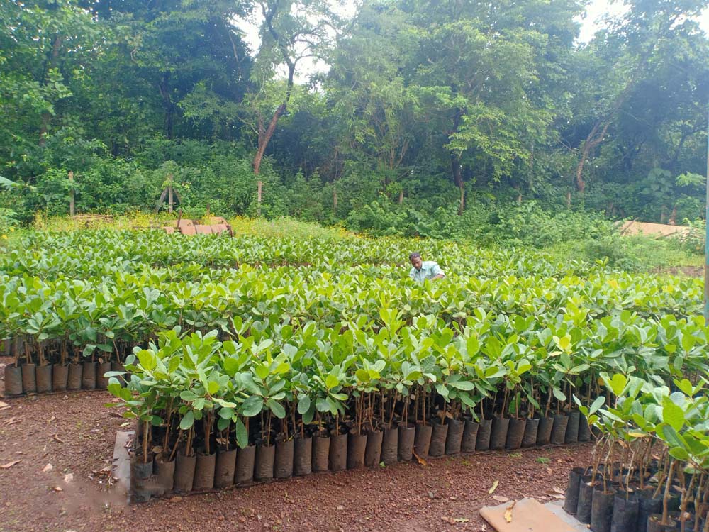 cashew plantation