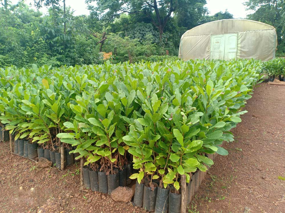 cashew plantation 12