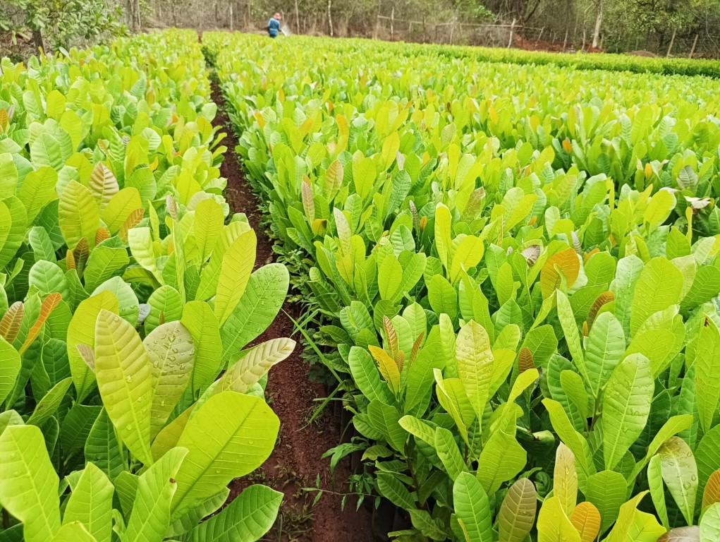 plantation 5