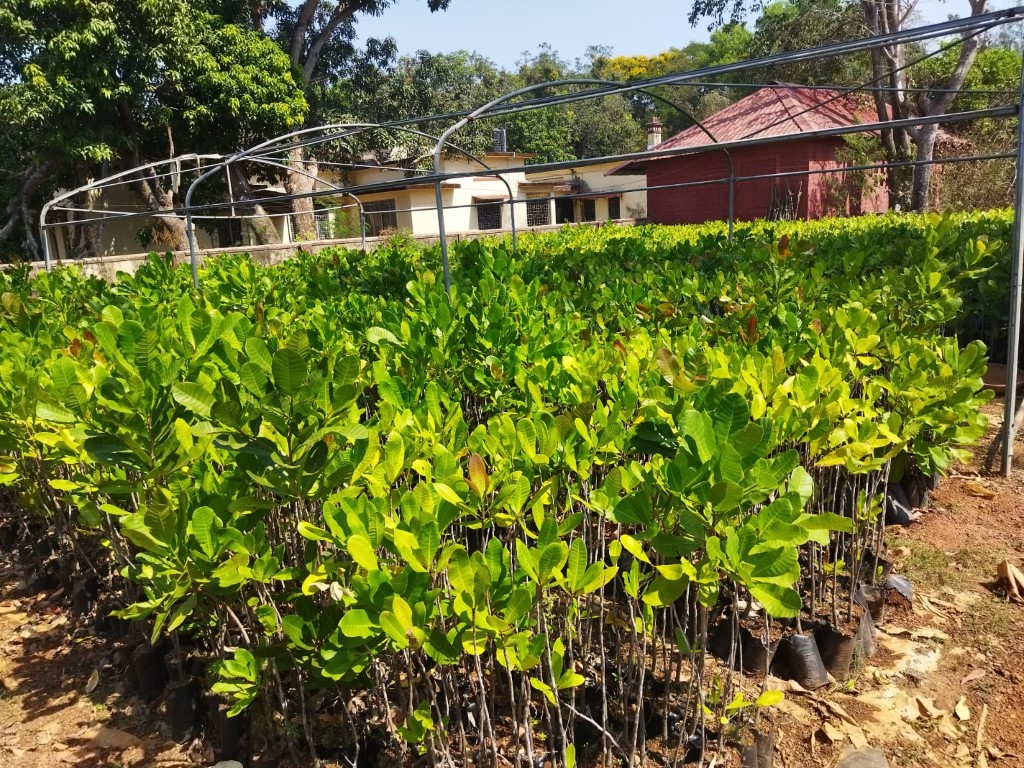 plantation 8