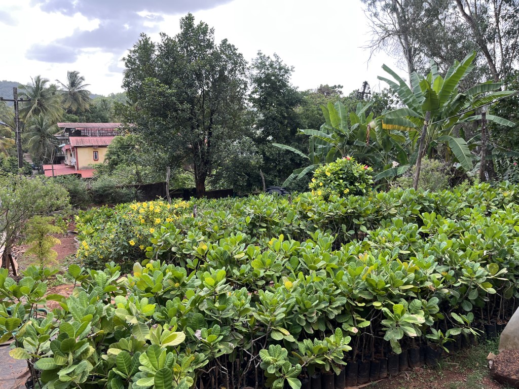 cashew plantation