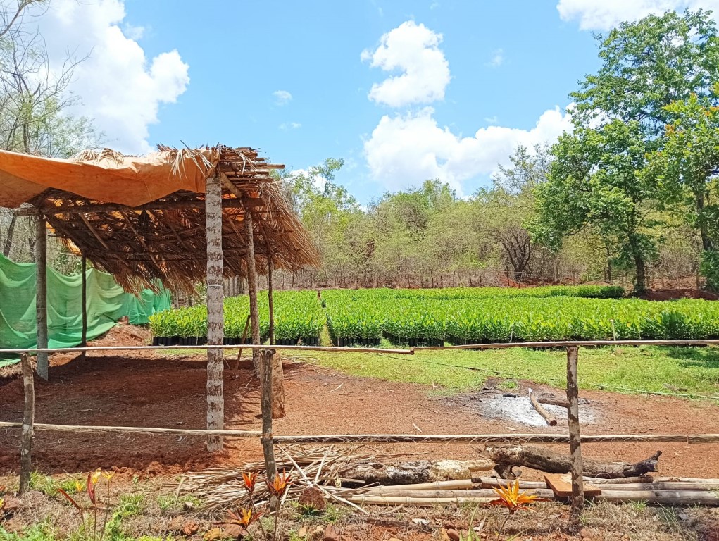 plantation 4
