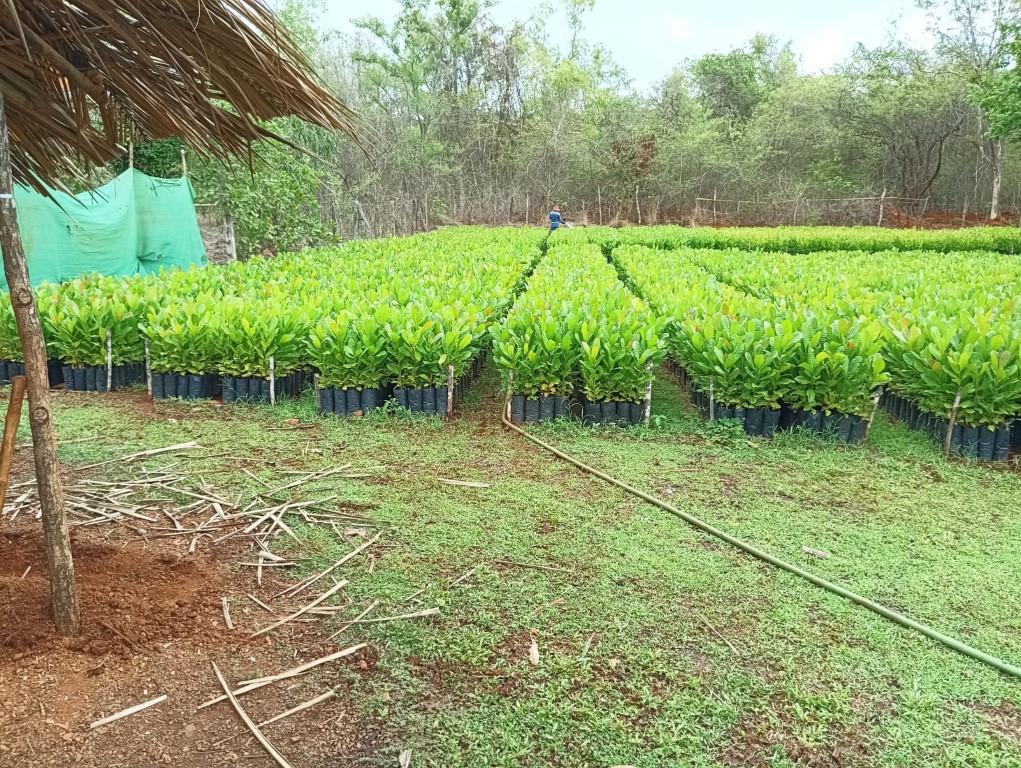 plantation 3