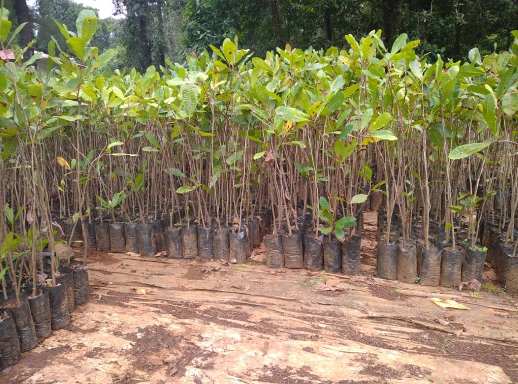 plantation 10