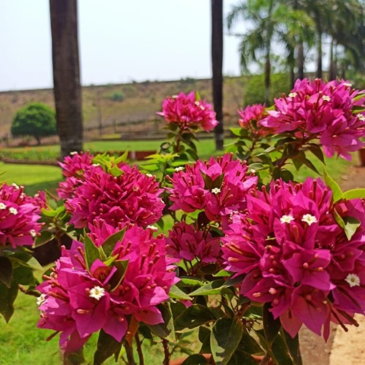 flower 11