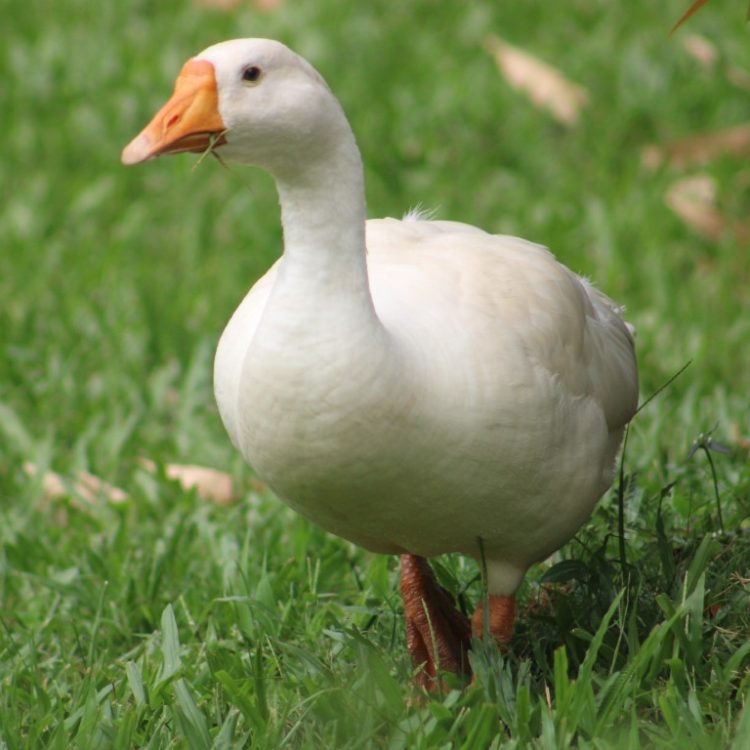 duck