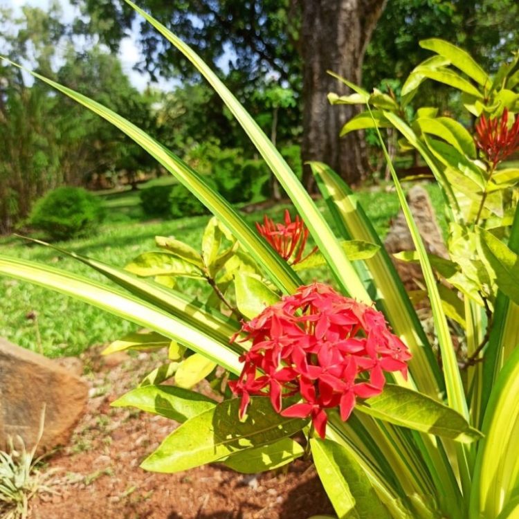 flower6