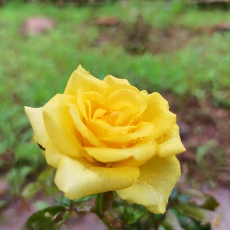 flower 9