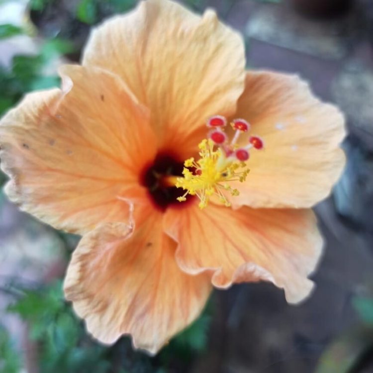 flower 8