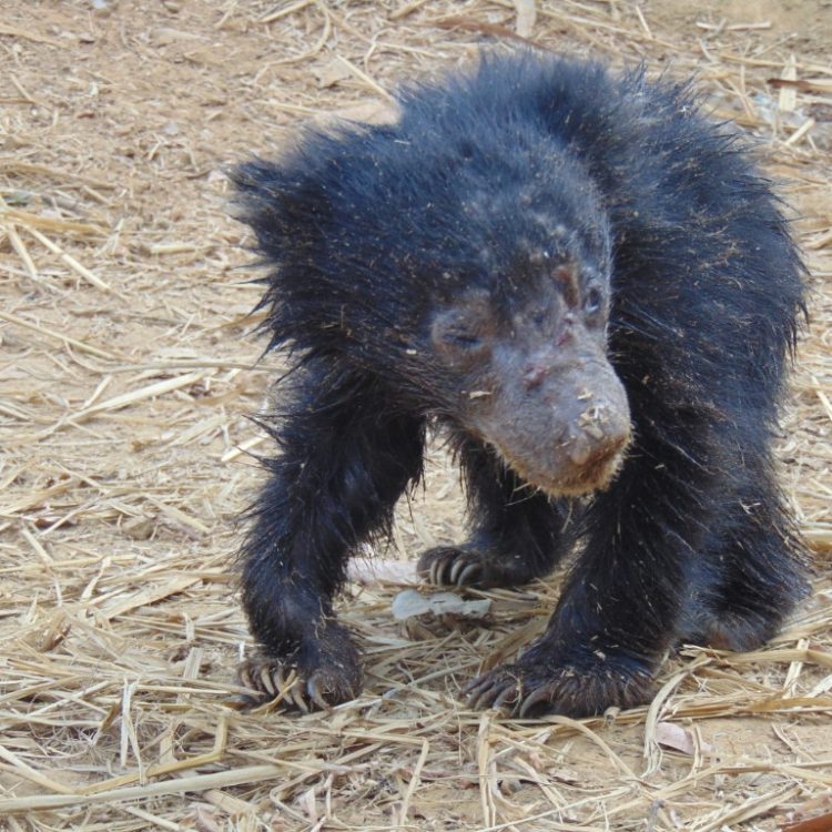 asia bear