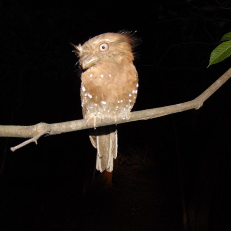 bird 1