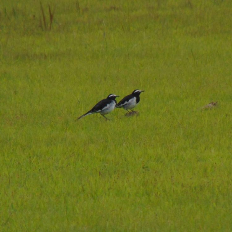 birds
