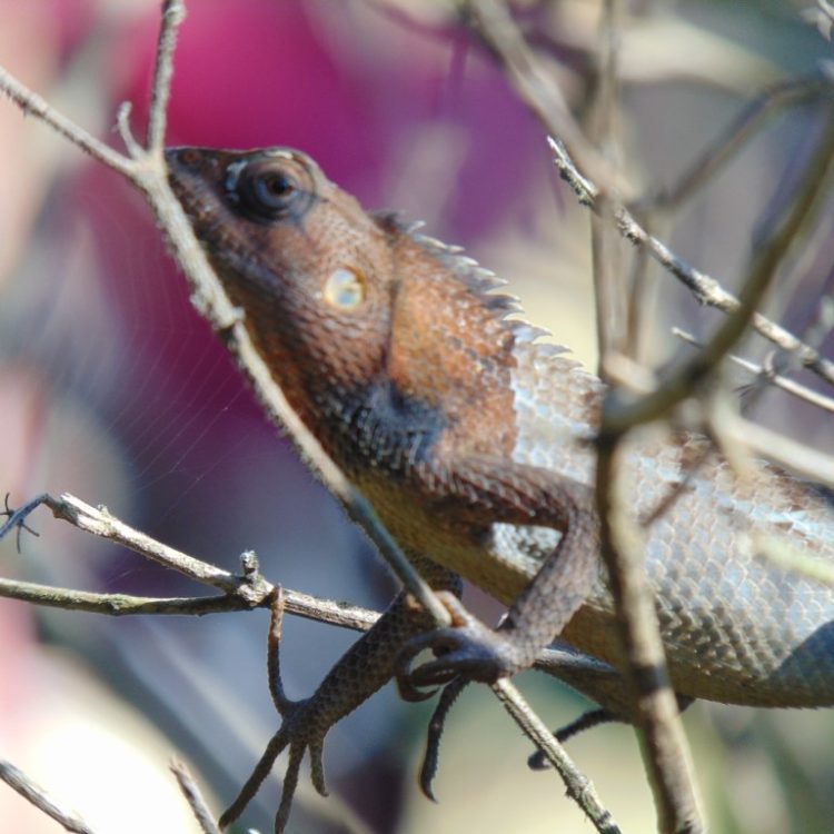 lizard