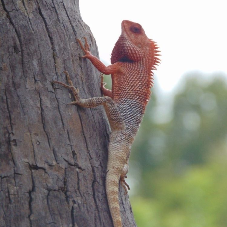 lizard