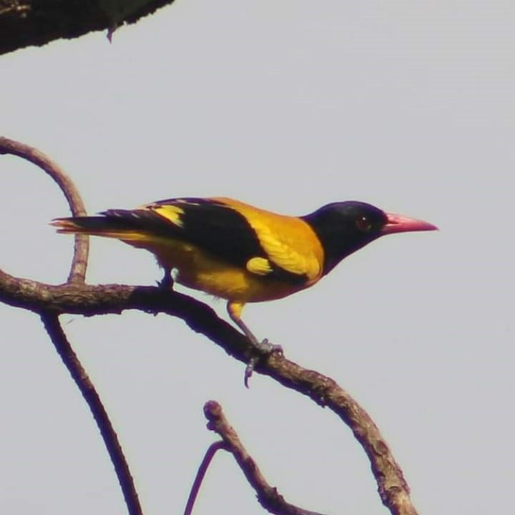 bird
