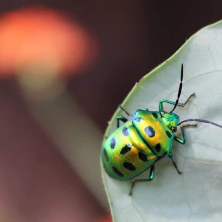 insects