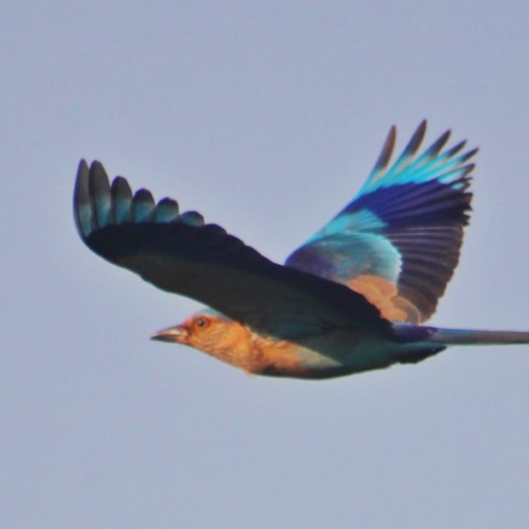 kingfisher