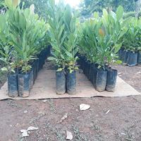 Veluz Nursery GFDC Morlem Range-3_page-0003