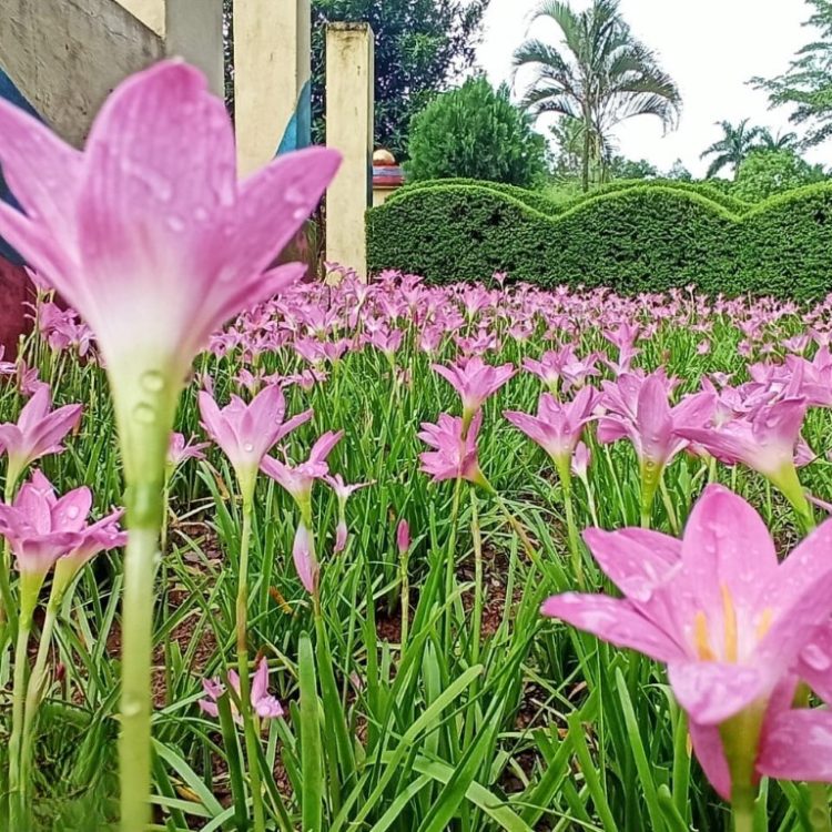 Lily